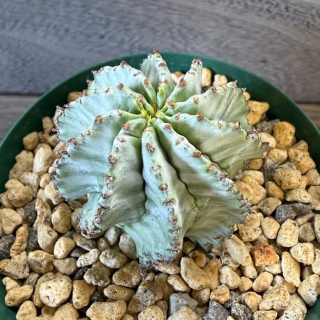 176、Euphorbia ’刺無ホリダ’