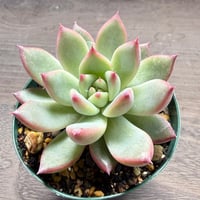 53、Echeveria lindsayana
