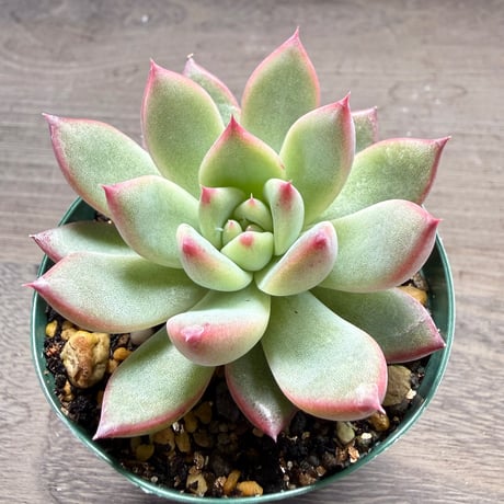 53、Echeveria lindsayana