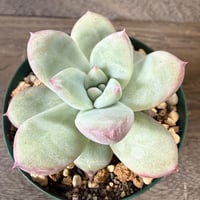 38、Echeveria ’CS-NO-01’ ’Super White’