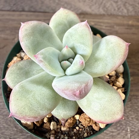 38、Echeveria ’CS-NO-01’ ’Super White’
