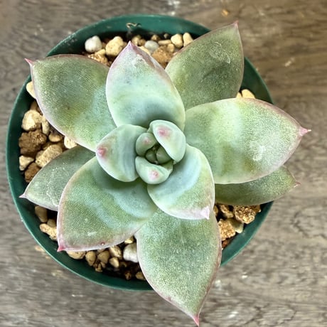 46、Echeveria ’CS-NO-10’ ’CPS02’