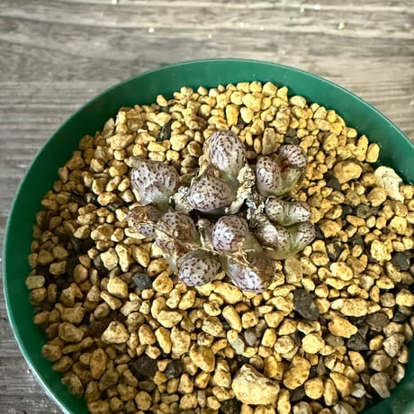 141、Conophytum luckhoffii