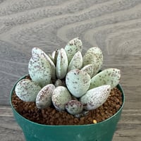 80、Adromischus liebenbergii