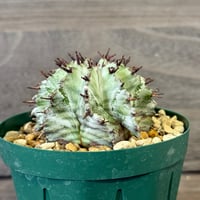 185、Euphorbia horrida seeding