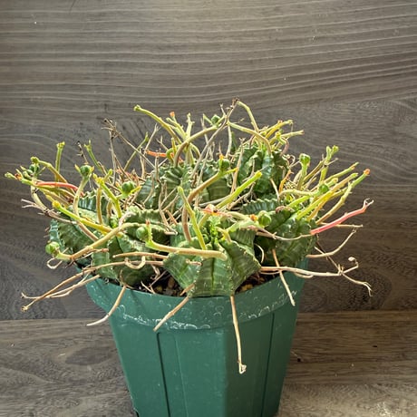 168、Euphorbia valida（メス）
