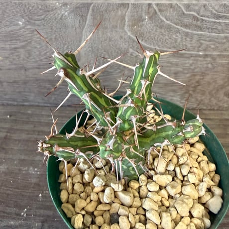 169、Euphorbia kalisana