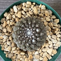 40、Chileorebutia esmeraldana