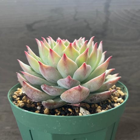 106、Echeveria ‘Lindsayana‘Koehres seeding