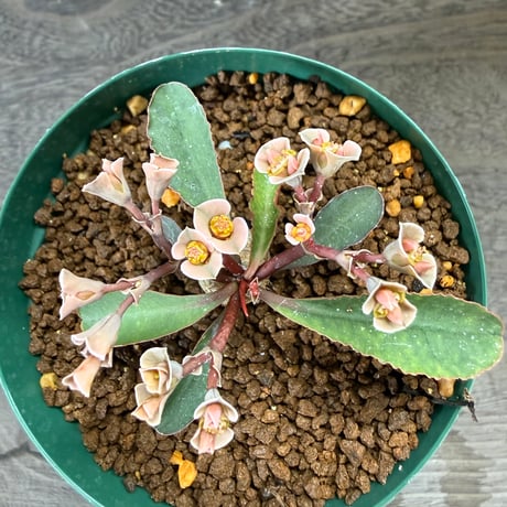 155、Euphorbia subapoda