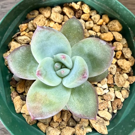 44、Echeveria ’CS-NO-10’ ’CPS02’