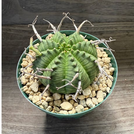 29、Euphorbia meloformis Pigeon Shooing Farm,Grahamstown,RSA