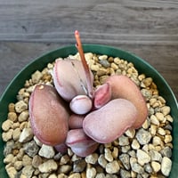 134、Adromischus marianiae Hallii Abios Mountain