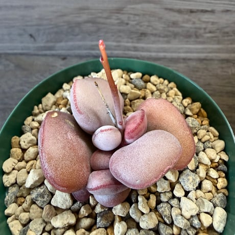 134、Adromischus marianiae Hallii Abios Mountain