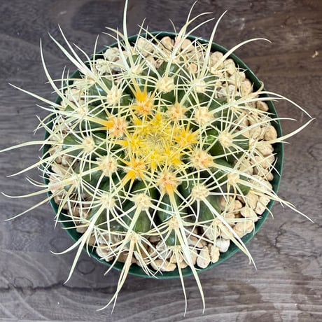 18、Echinocactus　パーマネント金鯱