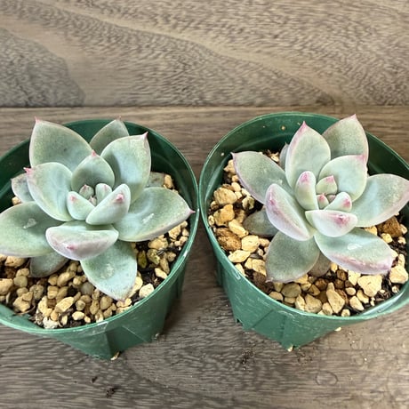 164、Echeveria ’CS-NO-10’ ’CPS02’