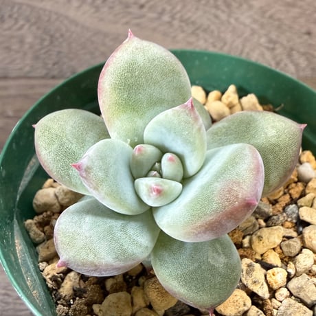 43、Echeveria ’CS-NO-10’ ’CPS02’
