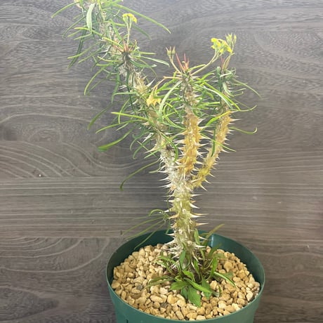 ITEM | HORIKAWA NURSERY