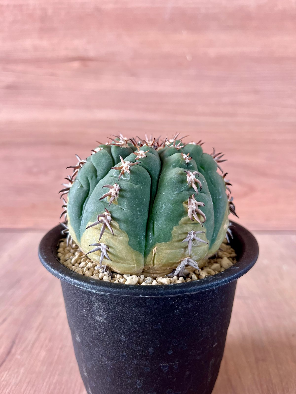 283、Gymnocalycium 短刺天平丸(実) | HORIKAWA NURSERY 283、Gymnocalycium 短刺天平丸(実) | HORIKAWA NURSERY