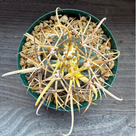 192、Ferocactus 強刺金冠竜