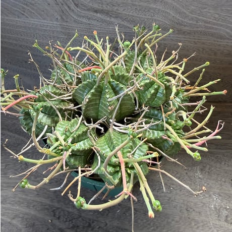 168、Euphorbia valida（メス）