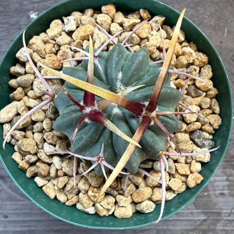 9、Echinofossulocactus 強刺竜剣丸
