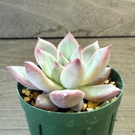 61、Echeveria ‘CS-NO-13‘ ‘lindsayana×Super White‘