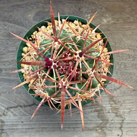 4、Ferocactus 紅裳竜