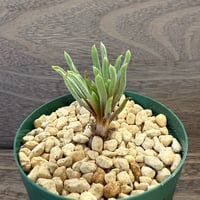 74、Bulbine SP.’Nakaberg’