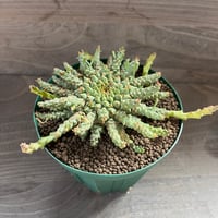 93、Euphorbia gorgonis