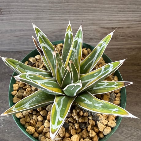 142、Agave 笹の雪錦