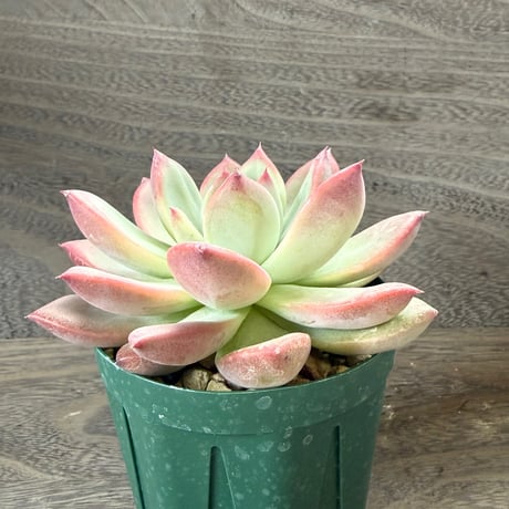 194、Echeveria lindsayana