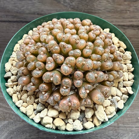 124、Conophytum pellucidum ’Bailey's pass’