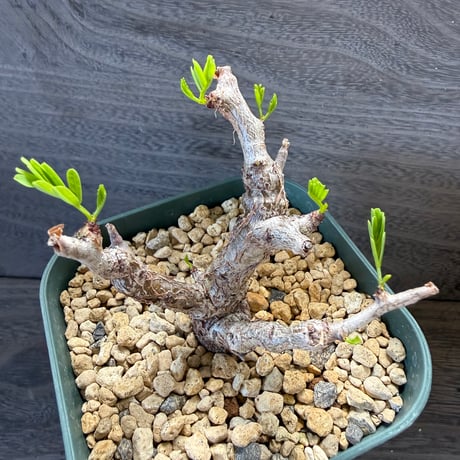 172、Senna meridionalis