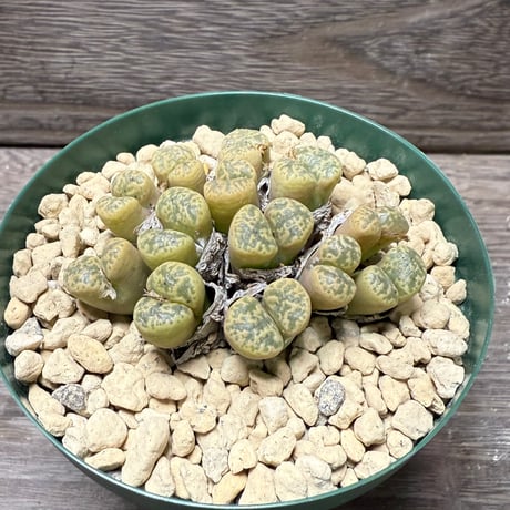 コノフィツム | STORES