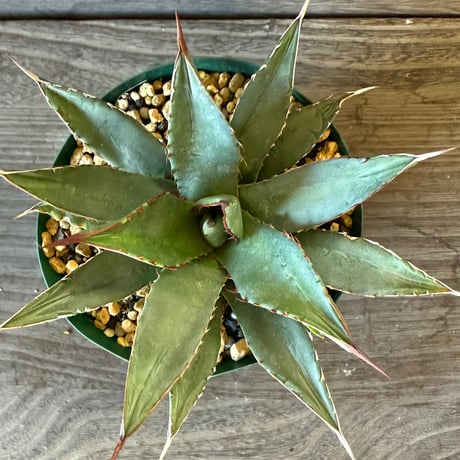 117、Agave arizonica wideleaf