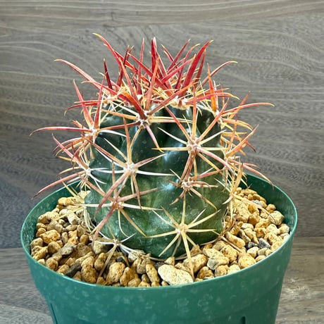 5、Ferocactus 紅裳竜