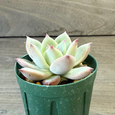 69、Echeveria ‘CS-NO-13‘ ‘lindsayana×Super White‘