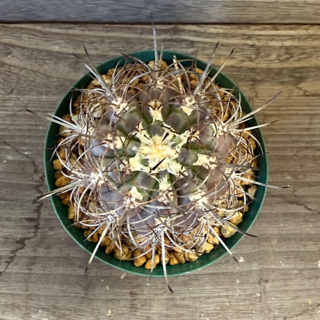 41、Neoporteria clavata（v）procera（実）