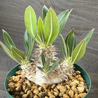 191、Pachypodium horombense
