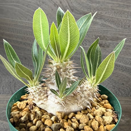 191、Pachypodium horombense