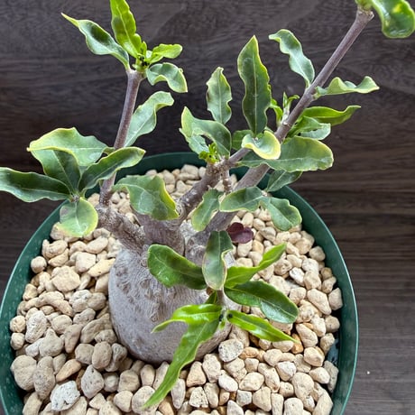 3、Fockea edulis