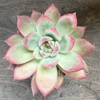 194、Echeveria lindsayana