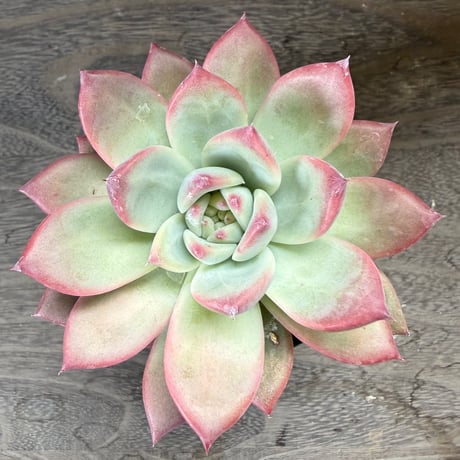 194、Echeveria lindsayana