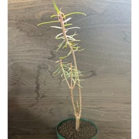 19、Euphorbia balsamifera