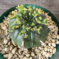 39、Euphorbia meloformis Pigeon Shooing Farm,Grahamstown,RSA