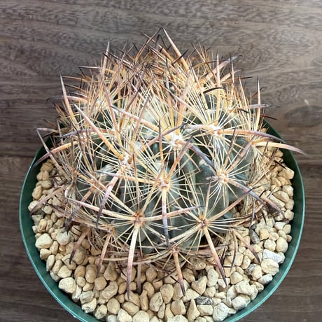 104、Echinomastus unguispinus var.laui