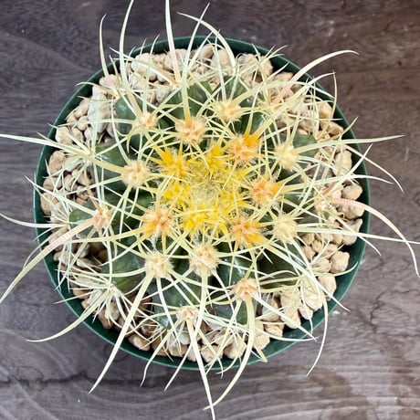19、Echinocactus　パーマネント金鯱