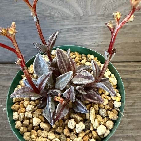 84、Lenophyllum guttatum