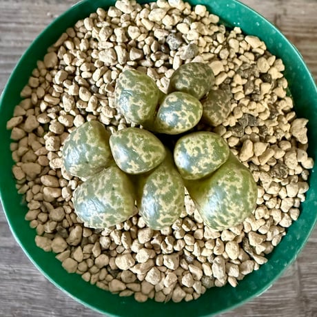 ITEM | HORIKAWA NURSERY